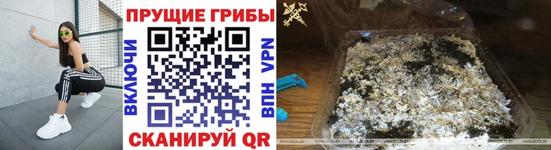 Псилоцибиновые грибы Psilocybine cubensis  ссылка на мегу как зайти  Томмот 